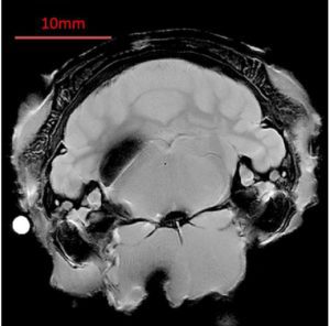 Rat brain