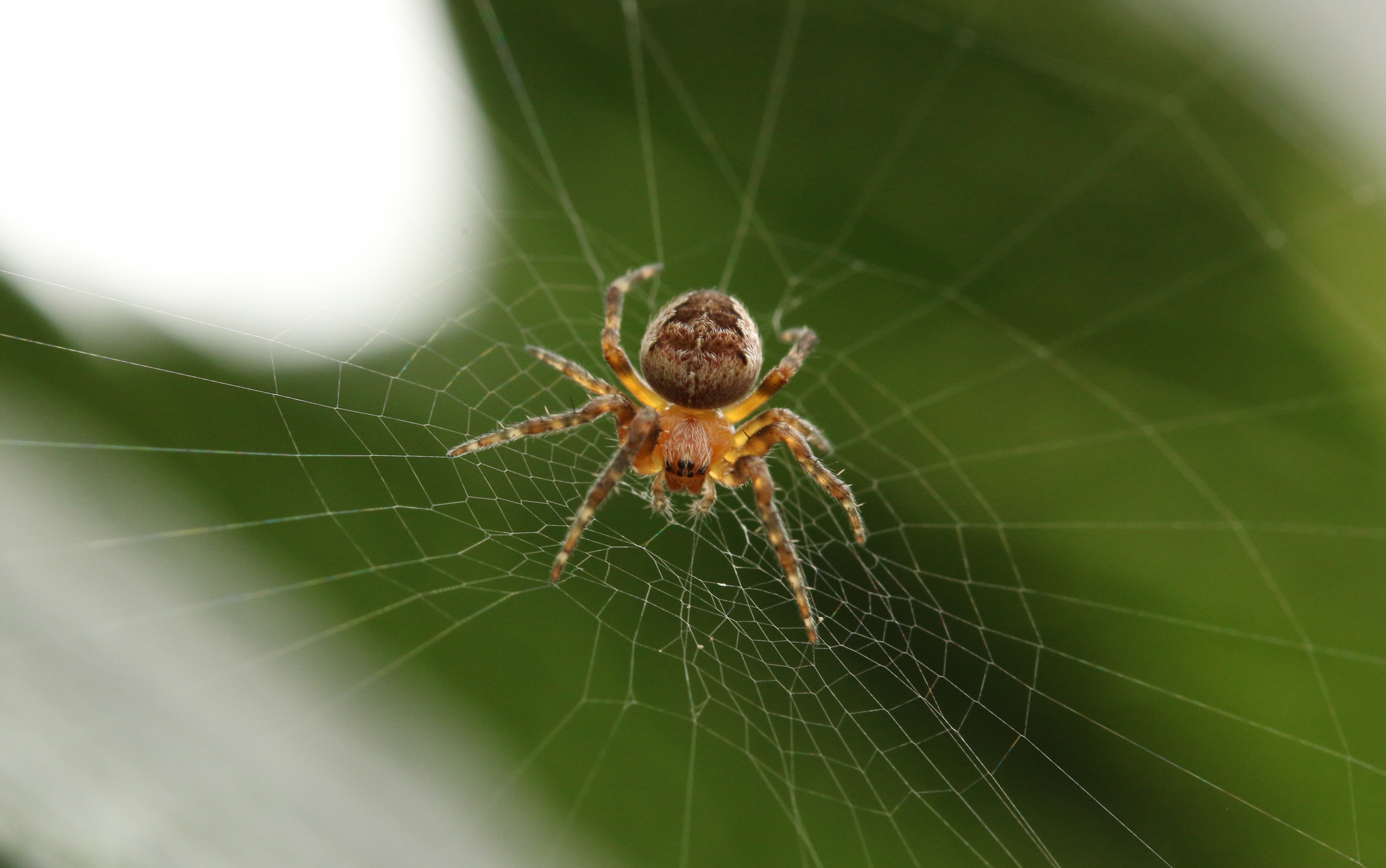 New protein found in strongest spider web material