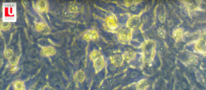 3D heart tissue