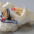 3d printed human jaw