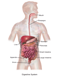 digestive system lab-engineered tissue