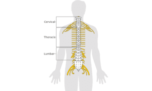 spinal cord injury