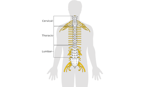 spinalcord.png