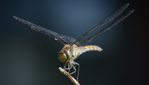 dragonfly medtech contractors evolution contract manufacturing