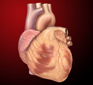 human heart