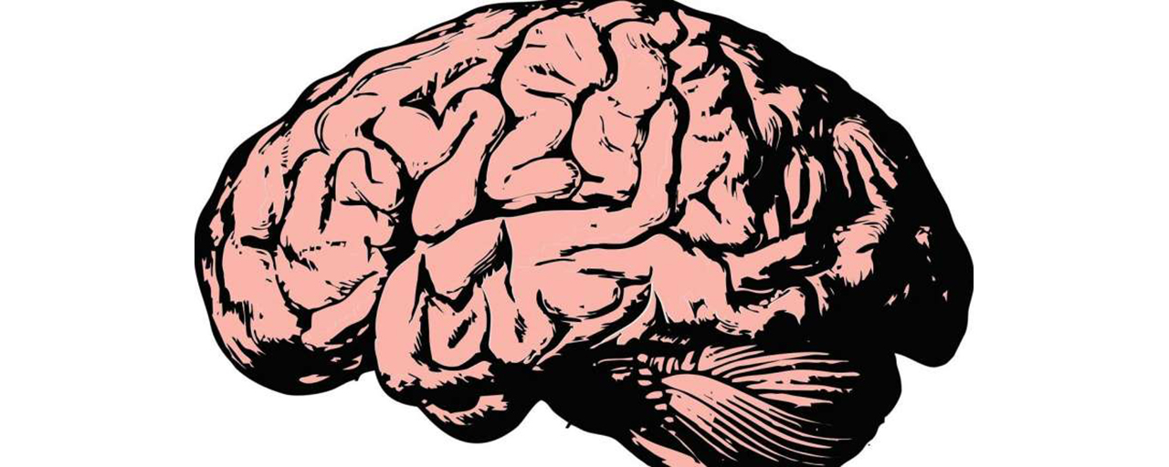 Кто завещал мозг науке. Наука мозг. Добавка для мозгов детям Brain Science. Brain can dodge