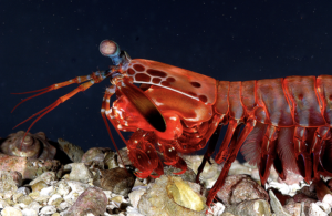 female Odontodactylus Scyllarus mantis shrimp seeing cancer shrimp-inspired camera