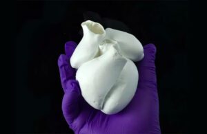 Harvard SEAS image of biohybrid model of a four-chambered heart engineered with focused rotary jet spinning or FRJS