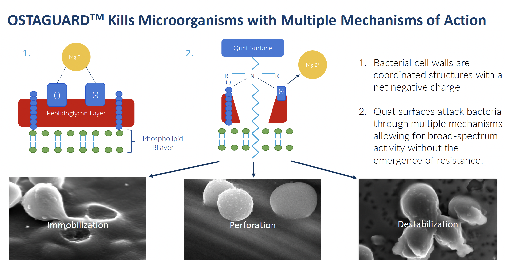 An infographic showing how Orthobond Ostaguard antimicrobial coating works.