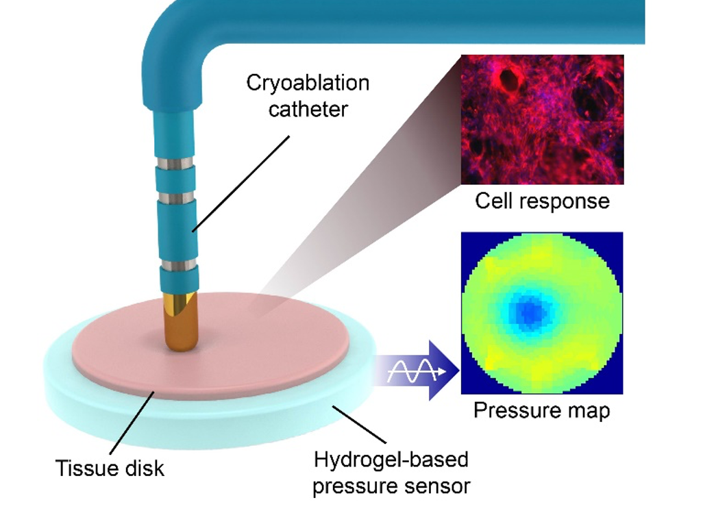 Researchers build bionic testbeds for clinical-grade cardiac devices