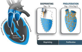 A diagram showing the bioprinting of stem cells in a chambered construct and the subsequent differentiation and maturation of such structures.