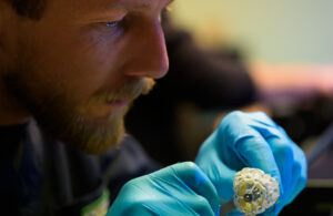 A photo of Capstan Medical Principal R&D Engineer Peter Gregg works on the device developer's catheter-delivered heart valve implant.