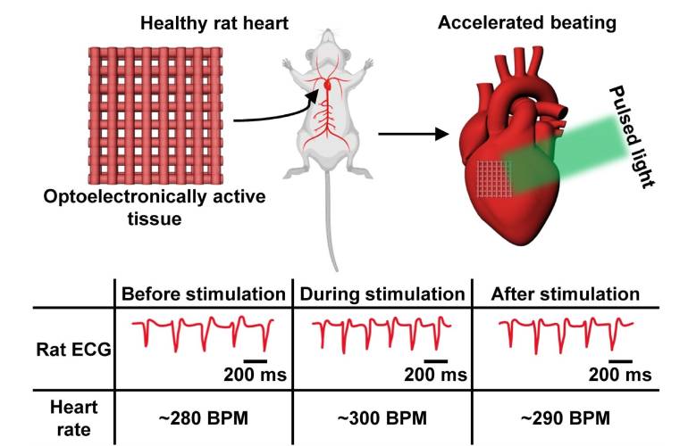 Researchers develop light-activated bioprinted heart tissue