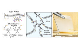 This is an image from researchers at Freie Universität Berlin that shows how mucus-derived proteins (mucins) and mucin-inspired polymers can be transformed into sticky gels through a crosslinking strategy inspired by the adhesion of marine mussels.