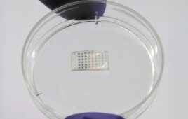 A photo of MIT's heart-tissue-healing patch in a petri dish.