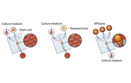 ETH Zurich Microrobots for stem cell delivery to treat spinal cord injuries EN Pic