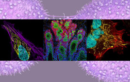 Image courtesy of NIH, iStock, MIT News