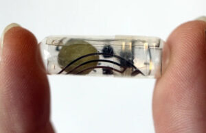 The 1.84 volt paper battery (brown circle structure) was tested in pigs with a bioabsorbable radio-frequency identification (RFID) device.