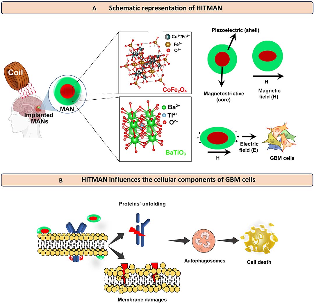 A figure depicts the magnetically actuated nanoantennas (MANs) and how the technology triggers cell death.