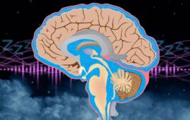 An illustration of CSF flow through the brain.