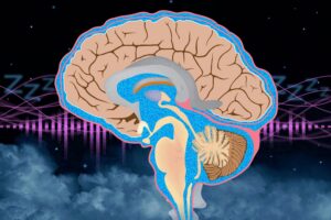 An illustration of CSF flow through the brain.