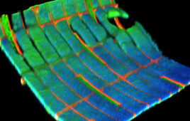 Researchers mesh electronics with human cells to develop living battery