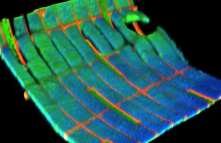 Reconstructed 3D fluorescence image of the stained biohybrid mesh-tissue integration. The red, green, and blue colors correspond to the mesh, F-actin, and nuclei, respectively.